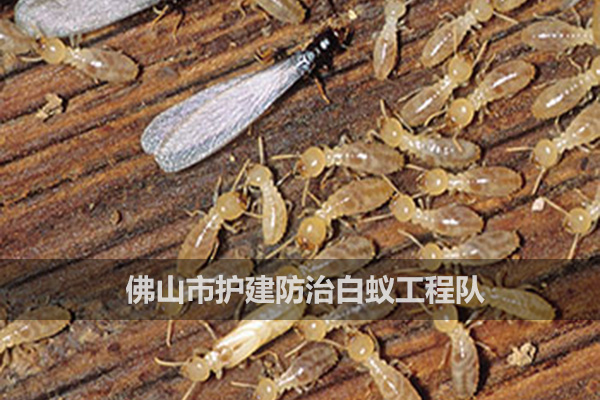 如何消滅白蟻？
